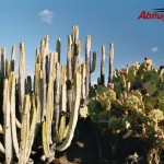 Natur pur auf der grünen Insel Teneriffa