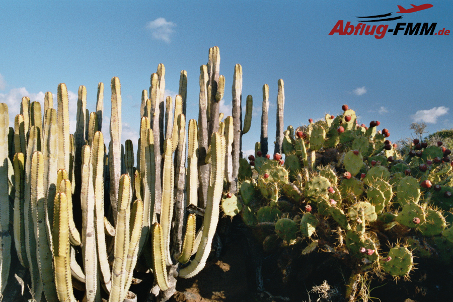 Natur pur auf Teneriffa